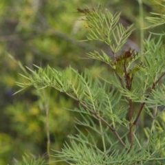 Polyscias sambucifolia at Penrose, NSW - 29 Dec 2020