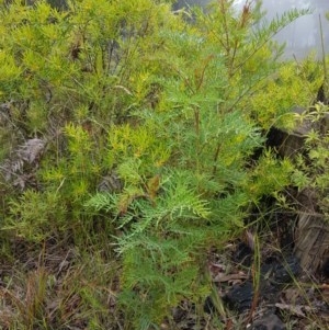 Polyscias sambucifolia at Penrose, NSW - 29 Dec 2020