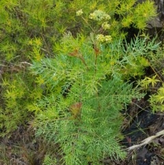 Polyscias sambucifolia at Penrose, NSW - 29 Dec 2020