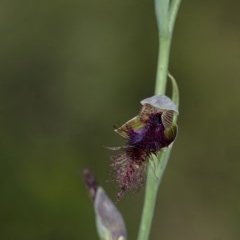 Calochilus platychilus (Purple Beard Orchid) at Penrose, NSW - 29 Dec 2020 by Aussiegall