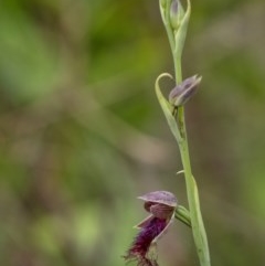 Calochilus platychilus at Penrose, NSW - suppressed