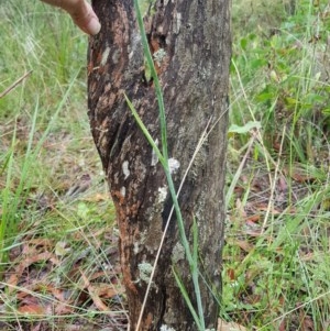 Calochilus platychilus at Penrose, NSW - suppressed