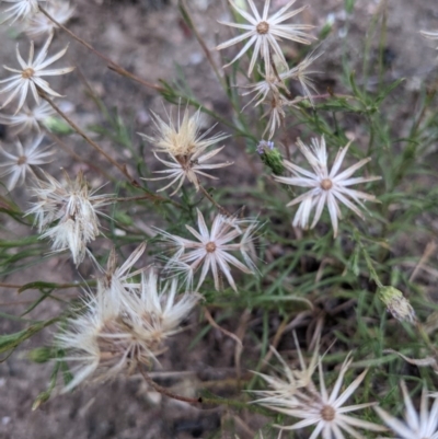 Vittadinia cuneata var. cuneata (Fuzzy New Holland Daisy) at Currawang, NSW - 28 Dec 2020 by camcols