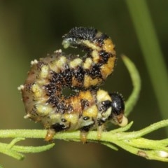 Perginae sp. (subfamily) (Unidentified pergine sawfly) at Downer, ACT - 25 Dec 2020 by TimL