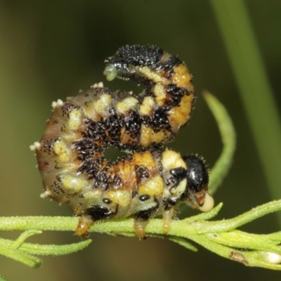 Perginae sp. (subfamily) (Unidentified pergine sawfly) at Downer, ACT - 25 Dec 2020 by TimL