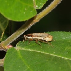 Balta bicolor at Acton, ACT - 18 Dec 2020