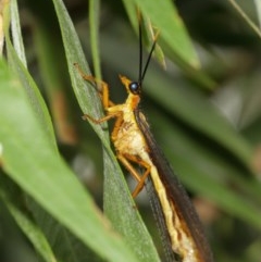 Nymphes myrmeleonoides (Blue eyes lacewing) at Downer, ACT - 18 Dec 2020 by TimL