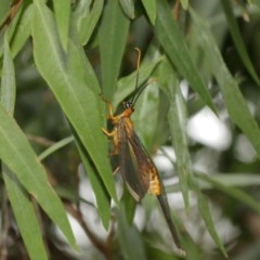 Nymphes myrmeleonoides at Downer, ACT - 18 Dec 2020