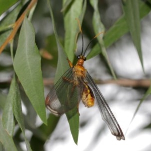 Nymphes myrmeleonoides at Downer, ACT - 18 Dec 2020