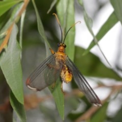 Nymphes myrmeleonoides at Downer, ACT - 18 Dec 2020