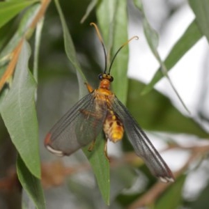 Nymphes myrmeleonoides at Downer, ACT - 18 Dec 2020