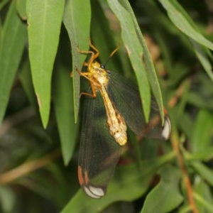 Nymphes myrmeleonoides at Downer, ACT - 18 Dec 2020