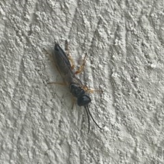 Bethylidae (family) (Bethylid wasp) at QPRC LGA - 28 Dec 2020 by Ozflyfisher