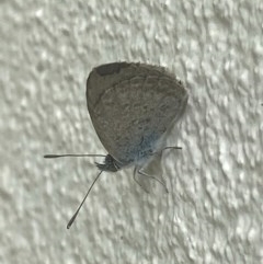 Zizina otis (Common Grass-Blue) at Queanbeyan, NSW - 29 Dec 2020 by FeralGhostbat