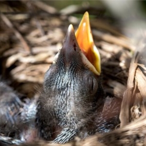 Turdus merula at Holt, ACT - suppressed