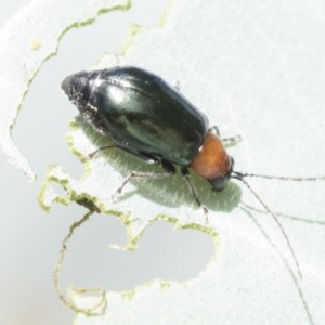 Adoxia benallae at Higgins, ACT - 27 Dec 2020 09:48 AM