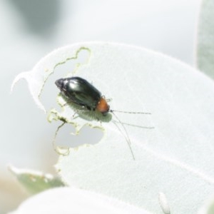 Adoxia benallae at Higgins, ACT - 27 Dec 2020