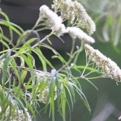 Cassinia longifolia (Shiny Cassinia, Cauliflower Bush) at Tura Beach, NSW - 28 Dec 2020 by Kyliegw