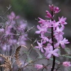 Dipodium roseum (Rosy Hyacinth Orchid) at Tura Beach, NSW - 28 Dec 2020 by Kyliegw