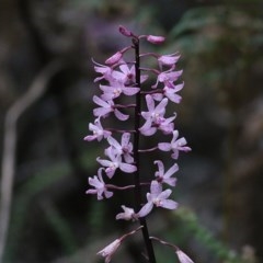 Dipodium roseum at Tura Beach, NSW - suppressed