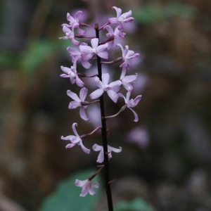 Dipodium roseum at Tura Beach, NSW - suppressed