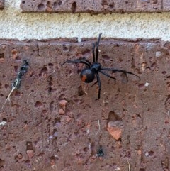 Latrodectus hasselti (Redback Spider) at Albury - 29 Dec 2020 by ChrisAllen