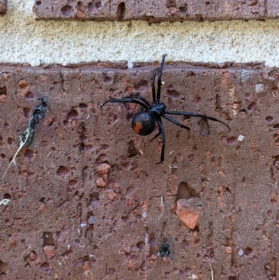 Latrodectus hasselti (Redback Spider) at Thurgoona, NSW - 29 Dec 2020 by ChrisAllen