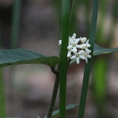 Marsdenia suaveolens (Scented Marsdenia) at Tura Beach, NSW - 28 Dec 2020 by Kyliegw