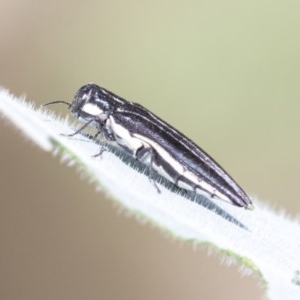 Agrilus hypoleucus at Higgins, ACT - 27 Dec 2020