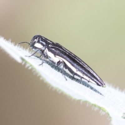 Agrilus hypoleucus (Hypoleucus jewel beetle) at Higgins, ACT - 26 Dec 2020 by AlisonMilton