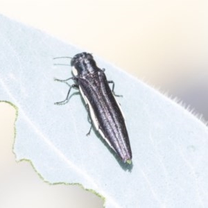 Agrilus hypoleucus at Higgins, ACT - 27 Dec 2020