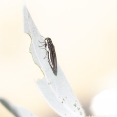 Agrilus hypoleucus at Higgins, ACT - 27 Dec 2020