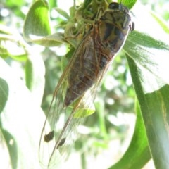 Galanga labeculata (Double-spotted cicada) at National Arboretum Woodland - 28 Dec 2020 by Christine