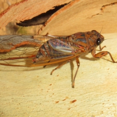 Yoyetta denisoni (Black Firetail Cicada) at Black Mountain - 28 Dec 2020 by Christine
