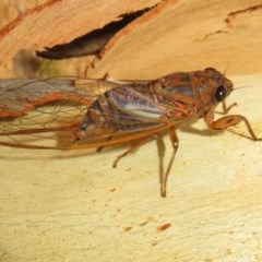 Yoyetta denisoni (Black Firetail Cicada) at Bruce, ACT - 28 Dec 2020 by Christine