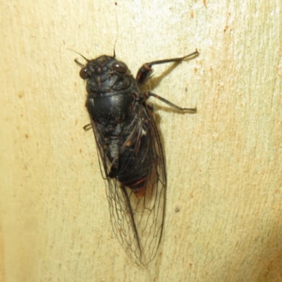 Pauropsalta mneme (Alarm Clock Squawker) at Bruce, ACT - 28 Dec 2020 by Christine