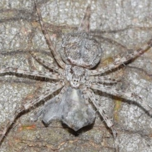 Tamopsis sp. (genus) at Acton, ACT - 14 Dec 2020