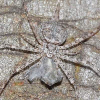 Tamopsis sp. (genus) (Two-tailed spider) at Acton, ACT - 14 Dec 2020 by TimL
