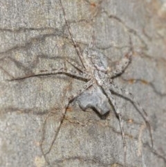 Tamopsis sp. (genus) at Acton, ACT - 14 Dec 2020