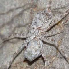 Tamopsis sp. (genus) at Acton, ACT - 14 Dec 2020