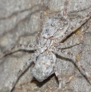 Tamopsis sp. (genus) at Acton, ACT - 14 Dec 2020