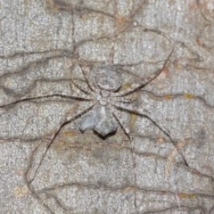 Tamopsis sp. (genus) at Acton, ACT - 14 Dec 2020