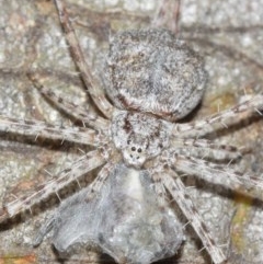 Tamopsis sp. (genus) at Acton, ACT - 14 Dec 2020