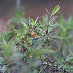 Leucopogon affinis (Lance Beard-heath) at Tura Beach, NSW - 28 Dec 2020 by Kyliegw