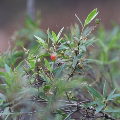 Leucopogon affinis (Lance Beard-heath) at Tura Beach, NSW - 28 Dec 2020 by Kyliegw