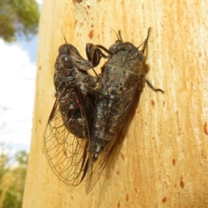 Myopsalta bassiana at Bruce, ACT - 28 Dec 2020