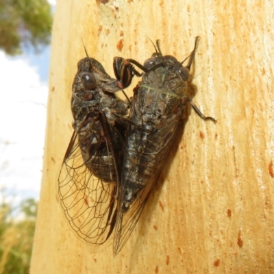 Myopsalta bassiana (Bassian Buzzer) at Black Mountain - 28 Dec 2020 by Christine