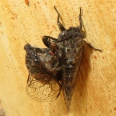 Myopsalta bassiana at Bruce, ACT - 28 Dec 2020