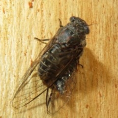 Myopsalta bassiana at Bruce, ACT - 28 Dec 2020