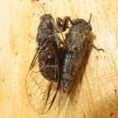 Myopsalta bassiana at Bruce, ACT - 28 Dec 2020